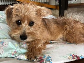 Möhre in 17091 Kriesow sucht ihr Für-Immer-Zuhause