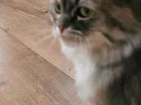 Schöne Main-Coon Katze