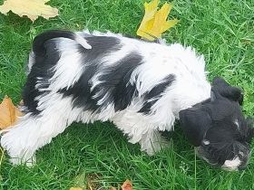 Zwerg/ Toyschnauzer Hündin mit Papieren