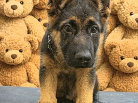 Deutsche Schäferhund Welpen