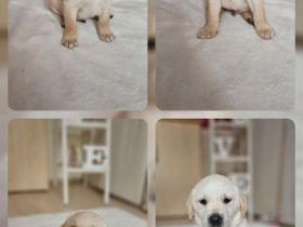 Wundervolle Labradorwelpen suchen ein liebevolles Zuhause