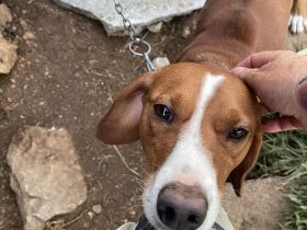 sehr lieber Jagdhundmix