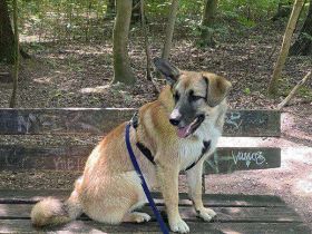 Bruno, der Trickkünstler