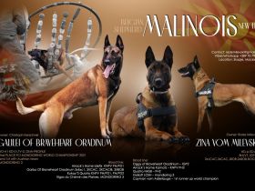 Malinois Welpen