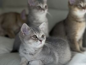 Süße Britisch Kurzhaar (BKH) Kitten suchen ein liebevolles Zuhause