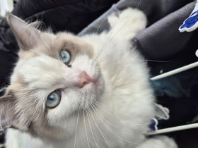 Ragdoll Katzen