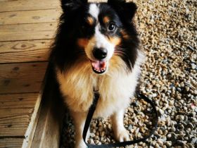 Teddy, Sheltie, geb.2016, unsicherer Rüde sucht Menschen mit Geduld