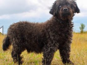 Leon, Pudelmix, geb. 2013, blinder, sehr lieber Hundeopa sucht Zuhause