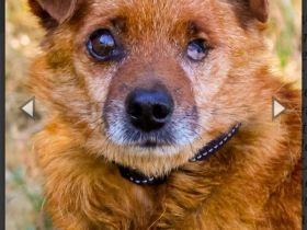 Moritz, Mischling, geb. 2015, freundlicher kleiner Hundemann hat ein schöns Zuhause verdient