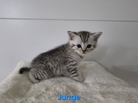 Bkh kitten, bkh Kätzchen
