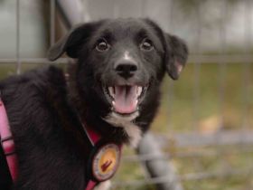 Die hübsche Mabel sucht ihr Zuhause