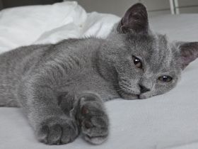 Britisch Kurzhaar Kitten Kater dunkelgrau