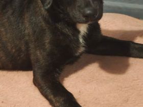 Wundervolle Appenzeller-Labrador-Mix-Welpen