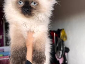 Wunderschöne Kitten sucht dich