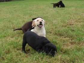 Labrador Welpen in gelb (blond), schoko chocolate braun und schwarz sehr kinderlieb und verspielt