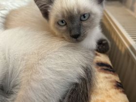 Süße Siam Birma mix Babys