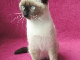 Süßes, verspieltes Katzenmädchen Siam Mix weiß 4 1/2 Monate Kätzchen weiblich Katze Katzenbaby