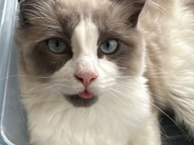 Ragdoll Kater 9 Monate alt sucht seine Familie mit Freigang