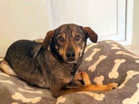 Sanfte Hundeseele Nilea sucht Zuhause