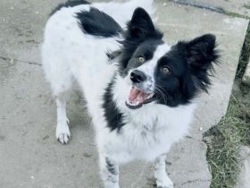 Soziale Sienna sucht aktives Zuhause