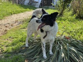 Soziale Sienna sucht aktives Zuhause