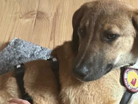 Lolly wartet schon auf dich