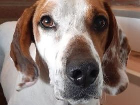 Zack, geb. ca. 10/2022, lebt auf einer Pflegestelle in 23566 Lübeck