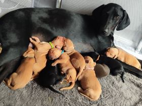 Süße Labrador -Vizsla Welpen