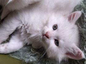 Maine Coon Birma Mixkätzchen