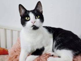 Papillon sucht ein Zuhause