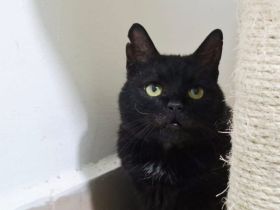 Abraxas - schwarze Schönheit