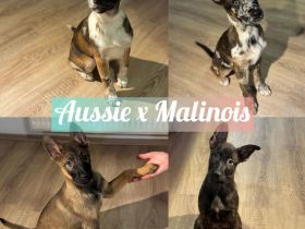 Liebevoll aufgezogene Australian Shepherd x Malinois Welpen – bereit für ihr Abenteuer mit dir!