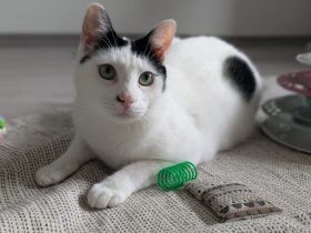 Zuhause gesucht für Marico