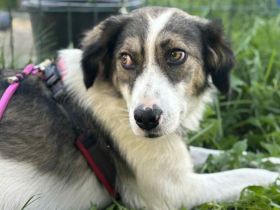 Tala - zarte Schönheit