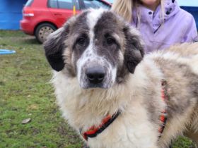 Bunty wartet auf dich