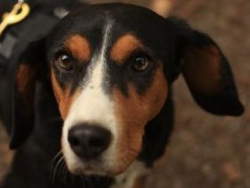 Oranda, geb. ca. 05/2022, lebt  auf einer Pflegestelle in 30655 Hannover