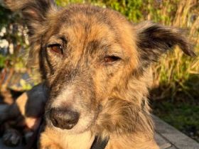 Herbie, geb. ca. 08/2022, lebt auf einer Pflegestelle in 78048 Villingen-Schwenningen