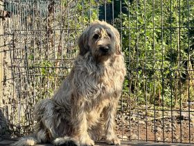 Hummel summt sich in dein Herz