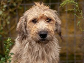 Hummel summt sich in dein Herz