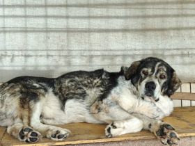 Senior Aris sucht Alterswohnsitz