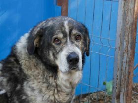 Senior Aris sucht Alterswohnsitz