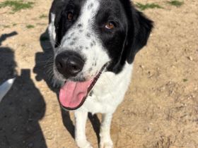 Lazlo - liebevoller Junghund sucht sein Zuhause