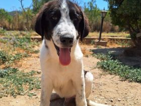 Lazlo - liebevoller Junghund sucht sein Zuhause