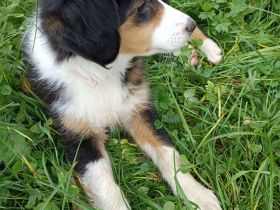 Australian Shepherd × Langhaar Collie ( Farmcollie)