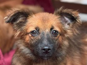 Elisa, kleine, flauschige Junghündin, die auf ein Neubeginn hofft, 7 Monate, 29 cm