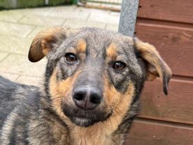 Fee, zurückhaltende, sanfte Junghündin mit viel Potenzial zur treuen Begleiterin, 10 Monate, 49 cm