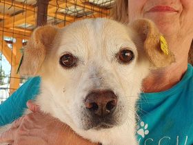 Mambo, eine Seele von Hund: freundlich, verschmust und zutraulich, 2 Jahre, 32 cm