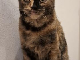 Die kleine Amy abzugeben