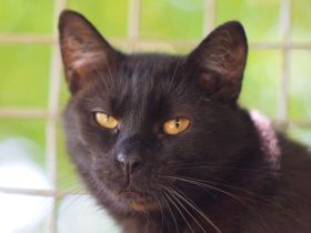 Rocky, eigenständiger und unabhängiger Kater sucht respektvollen Katzenversteher, 4 Jahre