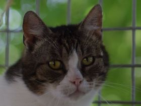 Rose, ruhige 5-jährige Katze, die gern Einzelprinzessing wäre